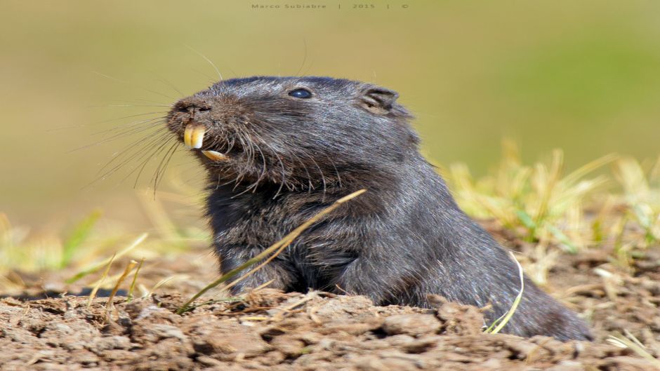 Cururo, Guia de Fauna. RutaChile.   - CHILE