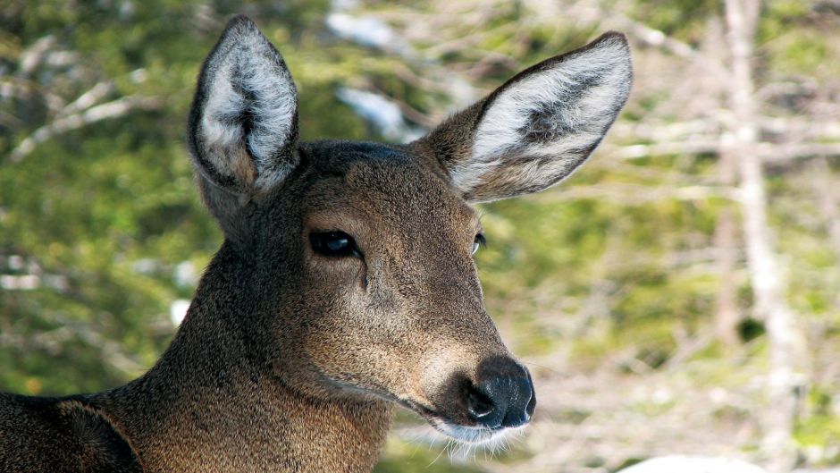 Huemul, Guia de Fauna. RutaChile.   - 