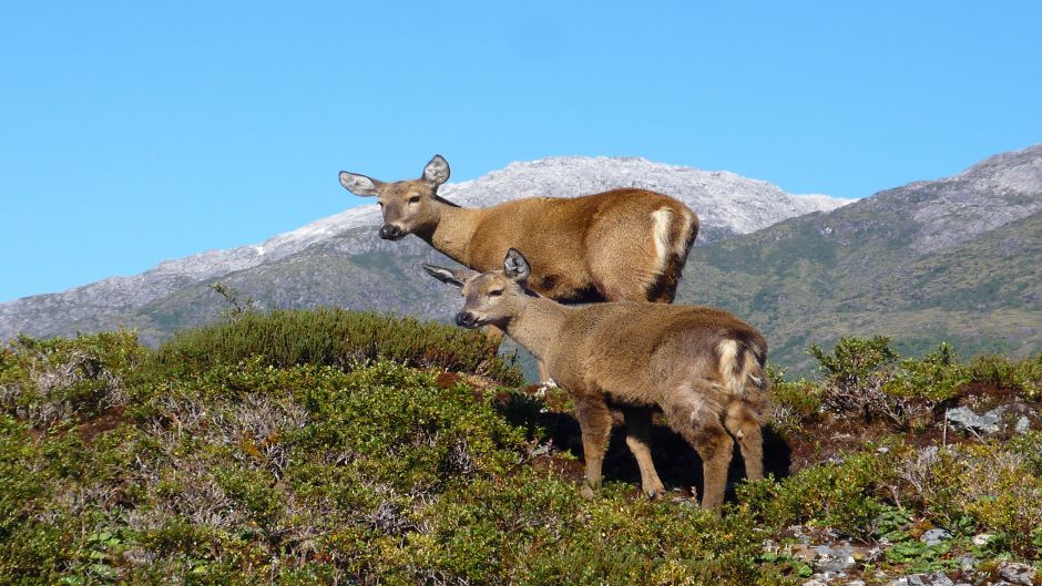 Huemul, Guia de Fauna. RutaChile.   - CHILE