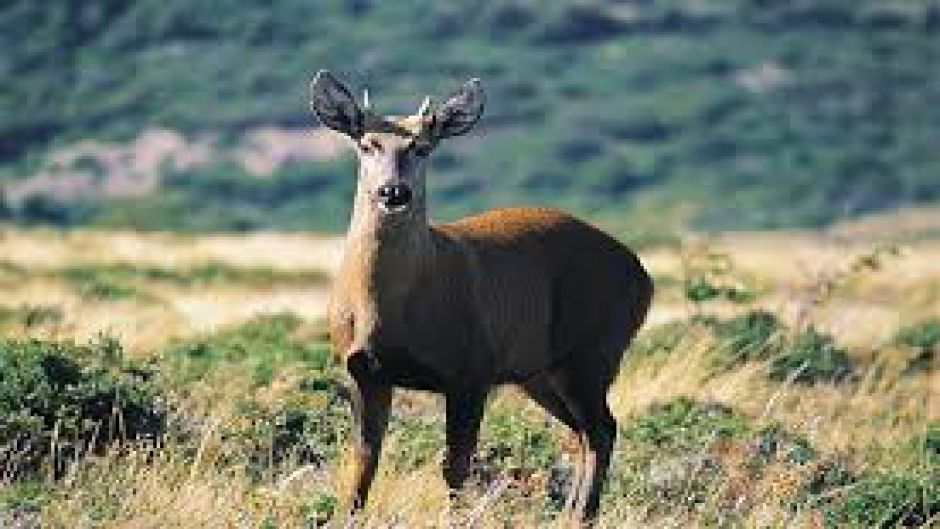 Huemul, Guia de Fauna. RutaChile.   - ARGENTINA