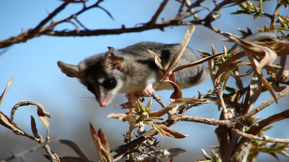 Llaca, Guia de Fauna. RutaChile.   - ARGENTINA