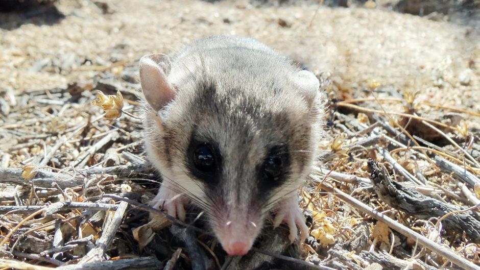 Llaca, Guia de Fauna. RutaChile.   - ARGENTINA