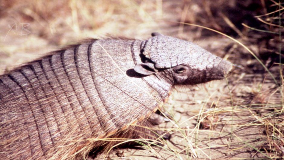 Quirquincho de la Puna, Guia de Fauna. RutaChile.   - 