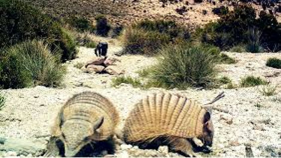 Quirquincho de la Puna, Guia de Fauna. RutaChile.   - BOLIVIA