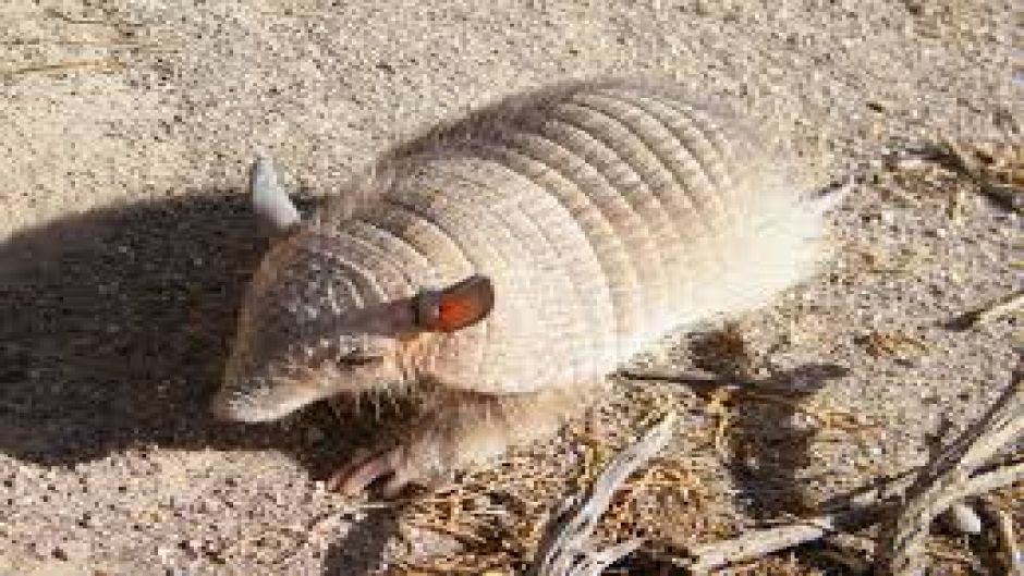 Quirquincho de la Puna, Guia de Fauna. RutaChile.   - CHILE