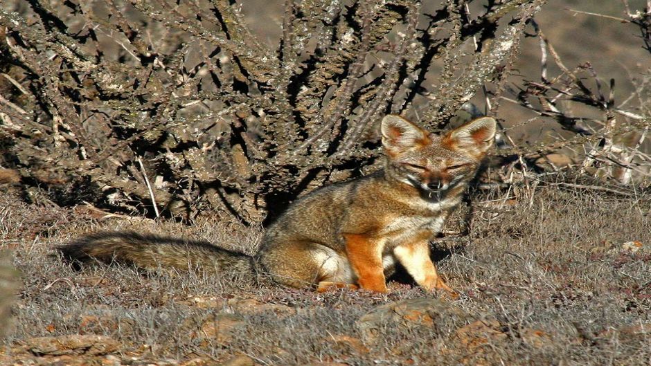 Zorro Chilla, Guia de Fauna. RutaChile.   - PERU