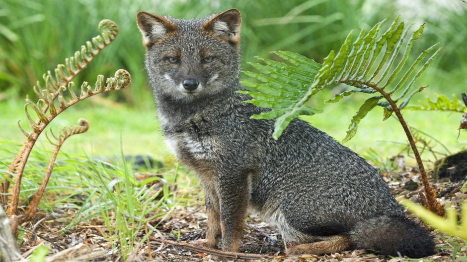 Zorro de Chiloé, Guia de Fauna. RutaChile.   - CHILE