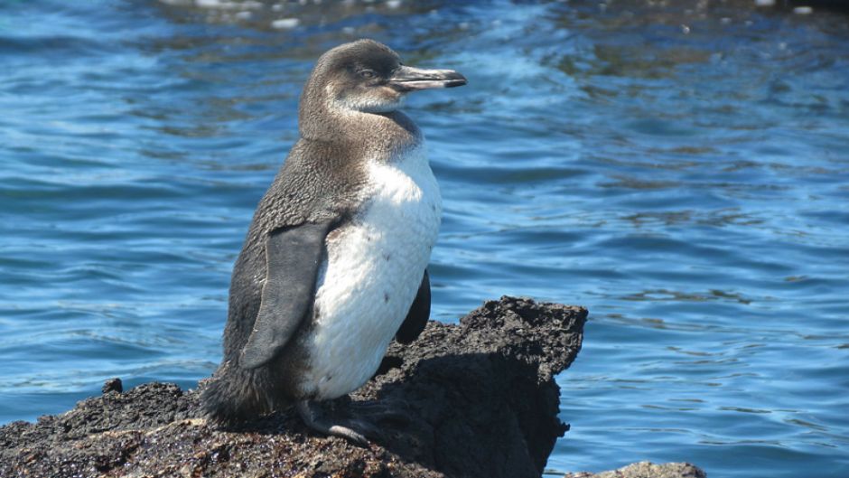 Pingüino de las Galápagos, Guia de Fauna. RutaChile.   - ECUADOR