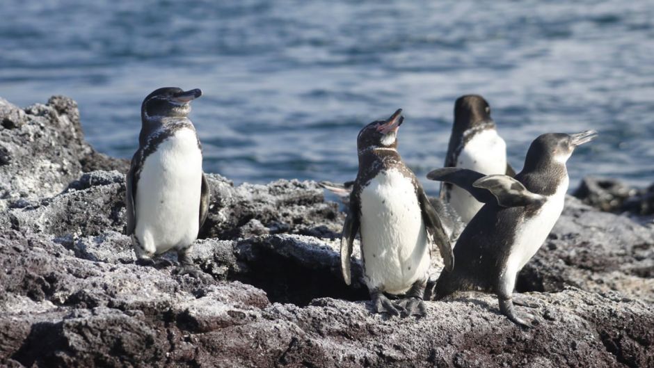 Pingüino de las Galápagos, Guia de Fauna. RutaChile.   - 