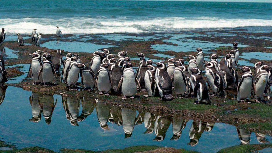 Pingüino de las Galápagos, Guia de Fauna. RutaChile.   - ECUADOR