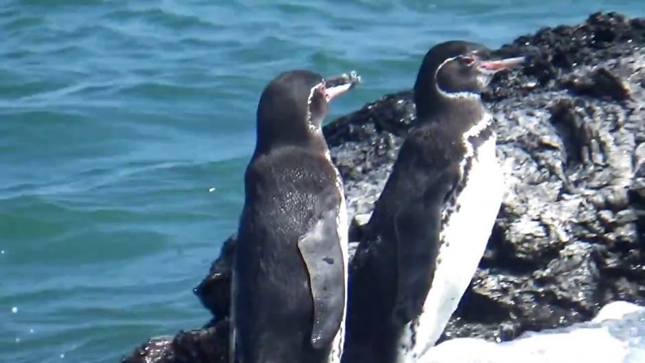 Pingüino de las Galápagos, Guia de Fauna. RutaChile.   - 