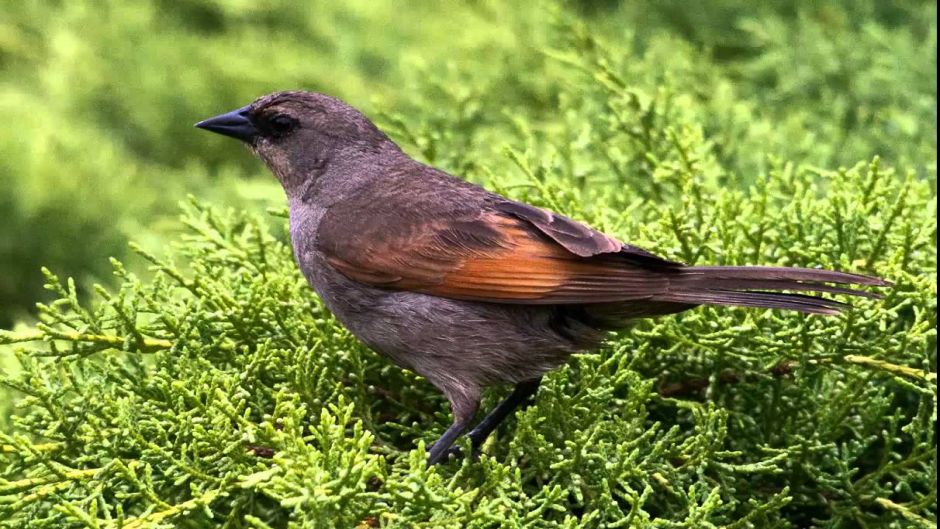 Tordo músico, Guia de Fauna. RutaChile.   - CHILE