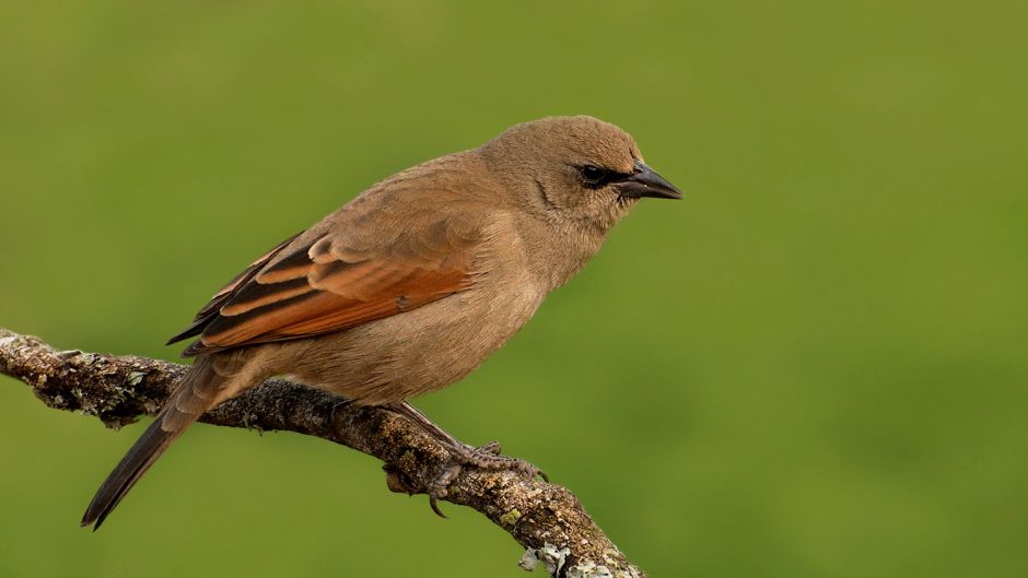 Tordo músico, Guia de Fauna. RutaChile.   - BOLIVIA