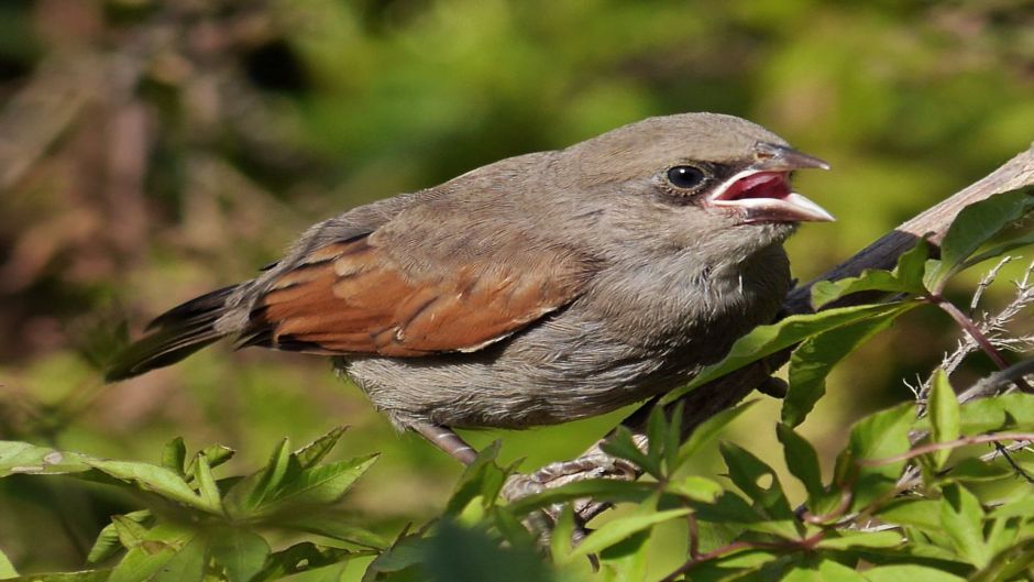 Tordo músico, Guia de Fauna. RutaChile.   - ARGENTINA