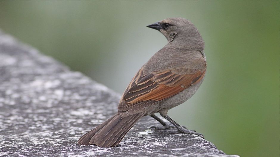 Tordo músico, Guia de Fauna. RutaChile.   - CHILE