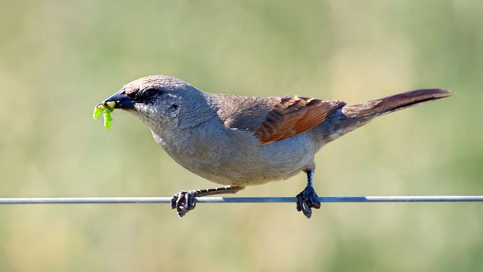 Tordo músico, Guia de Fauna. RutaChile.   - BOLIVIA