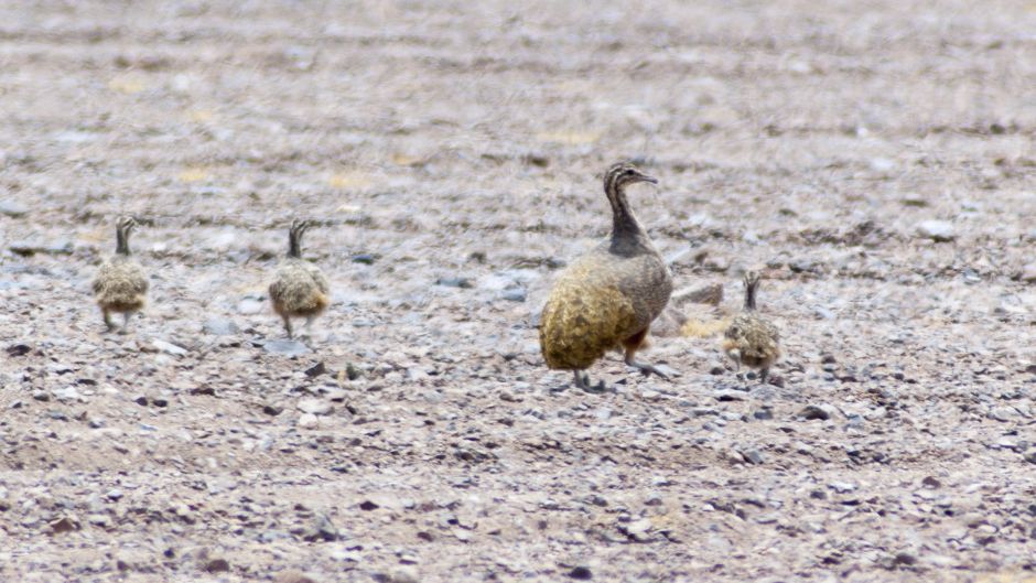 Perdiz de puna, Guia de Fauna. RutaChile.   - CHILE