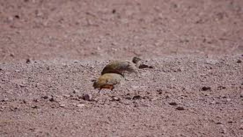 Perdiz de puna, Guia de Fauna. RutaChile.   - CHILE