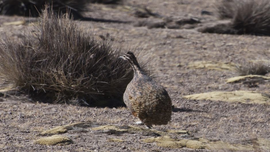 Perdiz de puna, Guia de Fauna. RutaChile.   - BOLIVIA