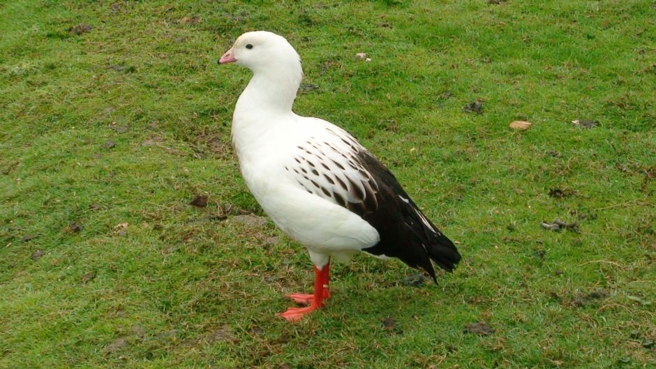 Huallata, Guia de Fauna. RutaChile.   - CHILE