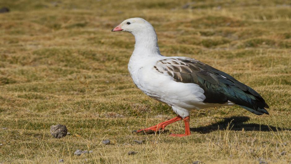 Huallata, Guia de Fauna. RutaChile.   - ARGENTINA