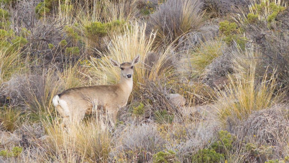 Taruca, Guia de Fauna. RutaChile.   - CHILE