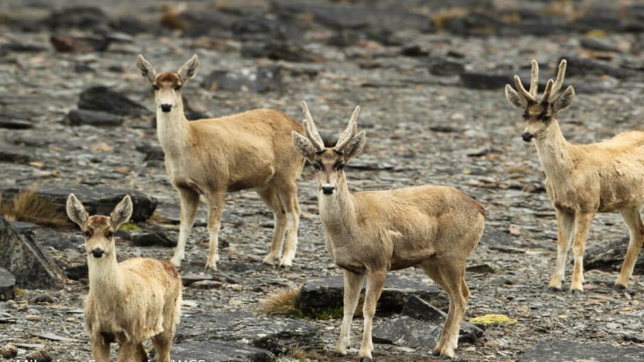 Taruca, Guia de Fauna. RutaChile.   - PERU