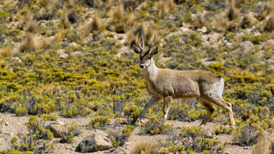 Taruca, Guia de Fauna. RutaChile.   - 