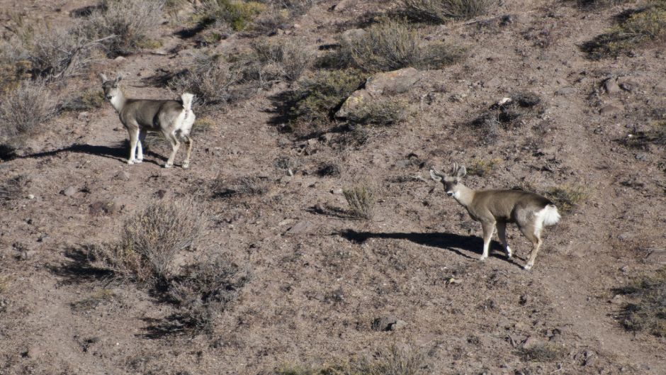 Taruca, Guia de Fauna. RutaChile.   - BOLIVIA