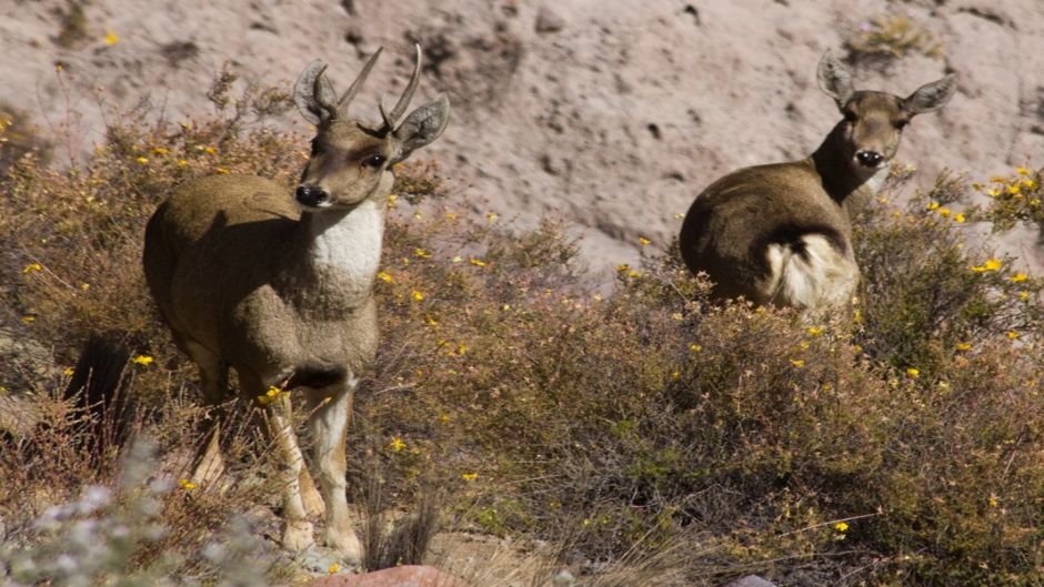 Taruca, Guia de Fauna. RutaChile.   - 