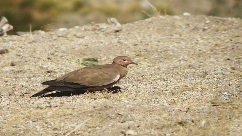 Informacion de la Tortola Cordillerana, Guia de Aves.   - CHILE