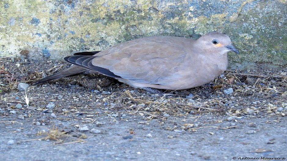 Informacion de la Tortola Cordillerana, Guia de Aves.   - BOLIVIA