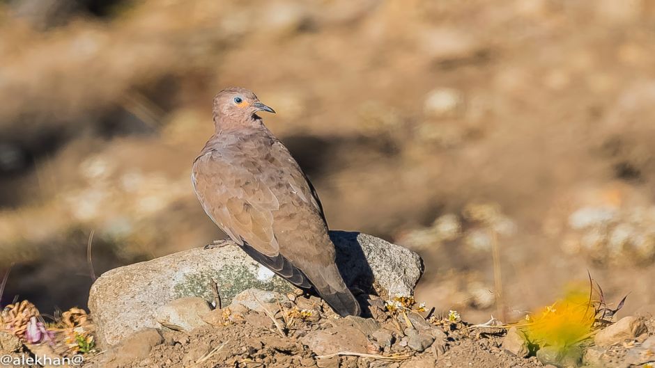 Informacion de la Tortola Cordillerana, Guia de Aves.   - CHILE