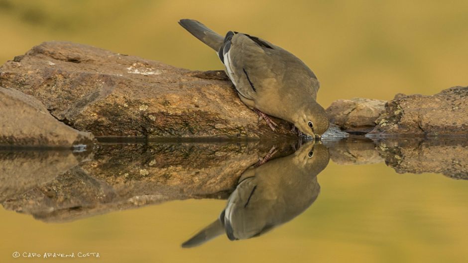 Informacion de la Tortola Cordillerana, Guia de Aves.   - ARGENTINA