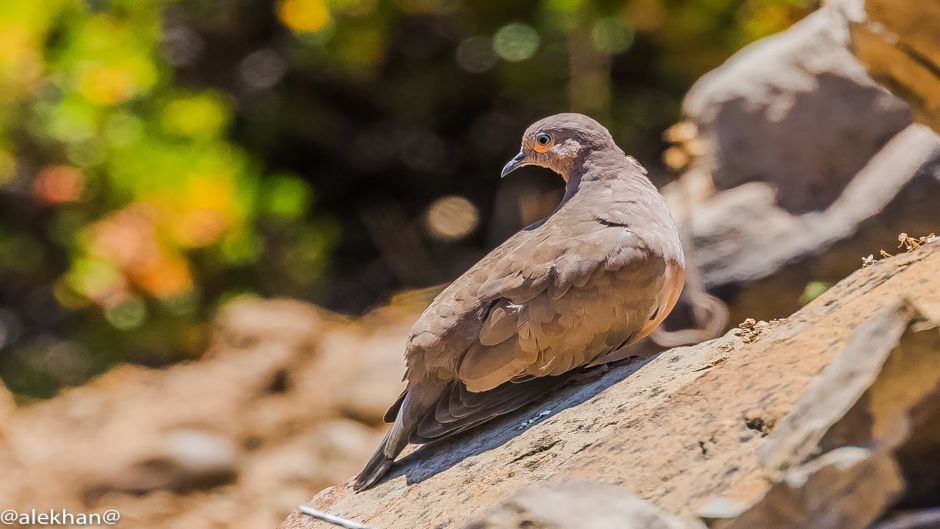 Informacion de la Tortola Cordillerana, Guia de Aves.   - ARGENTINA