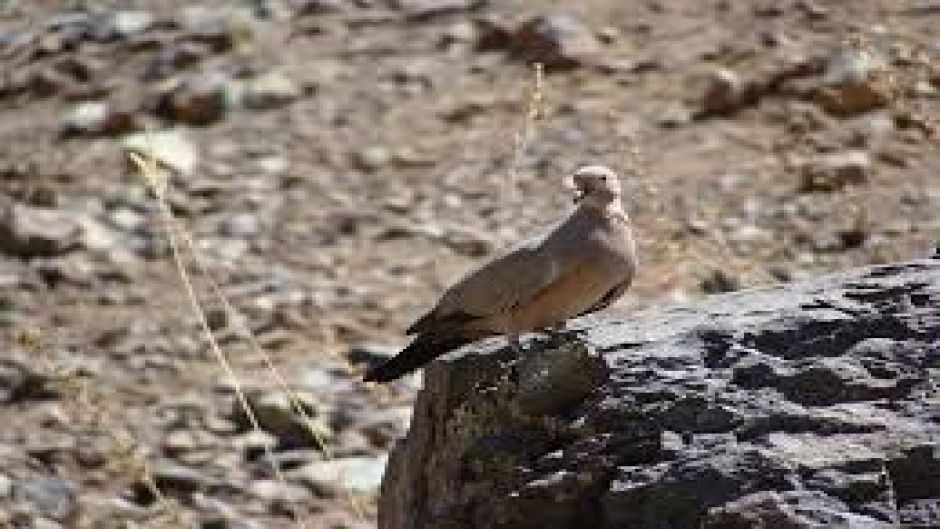 Informacion de la Tortola Cordillerana, Guia de Aves.   - PERU