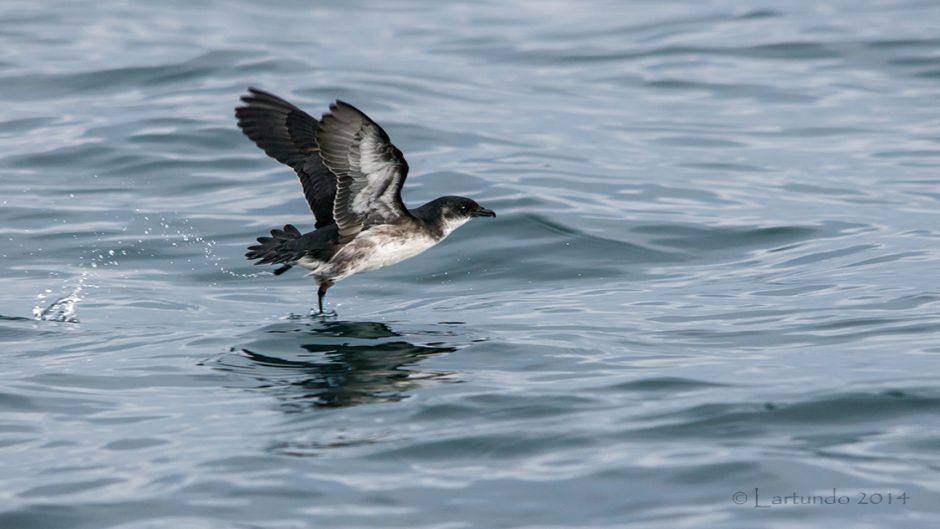 Yunco de Magallanes, Guia de Fauna. RutaChile.   - 