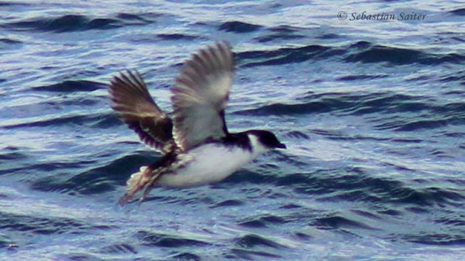 Yunco de Magallanes, Guia de Fauna. RutaChile.   - CHILE