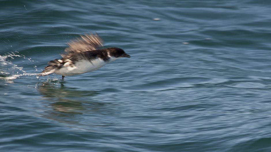 Yunco de Magallanes, Guia de Fauna. RutaChile.   - 