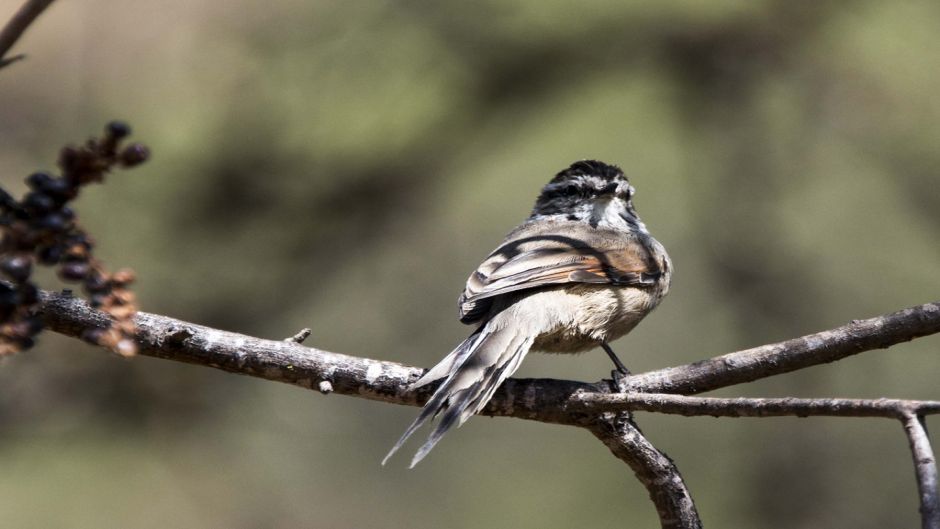 Informacion del Tijeral Andino, Corona y nuca castaña veteadas.   - PERU