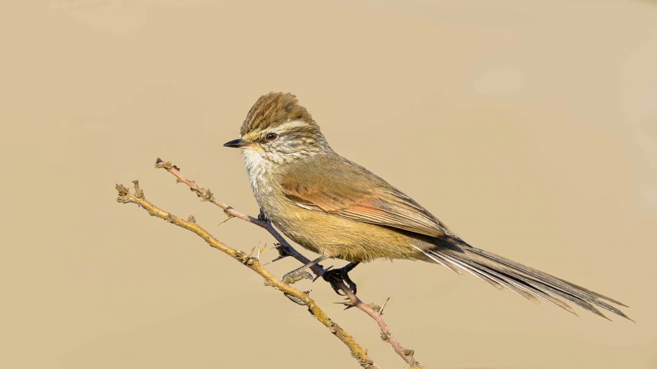 Informacion del Tijeral Andino, Corona y nuca castaña veteadas.   - PERU