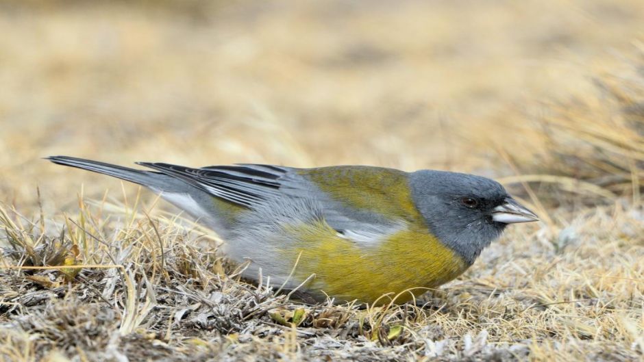 Cometocino de Gay, Guia de Fauna. RutaChile.   - CHILE