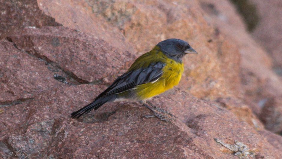 Cometocino de Gay, Guia de Fauna. RutaChile.   - ARGENTINA