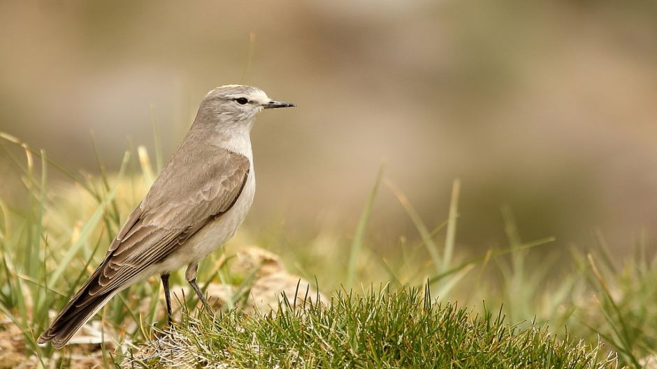 Dormilona fraile, Guia de Fauna. RutaChile.   - 