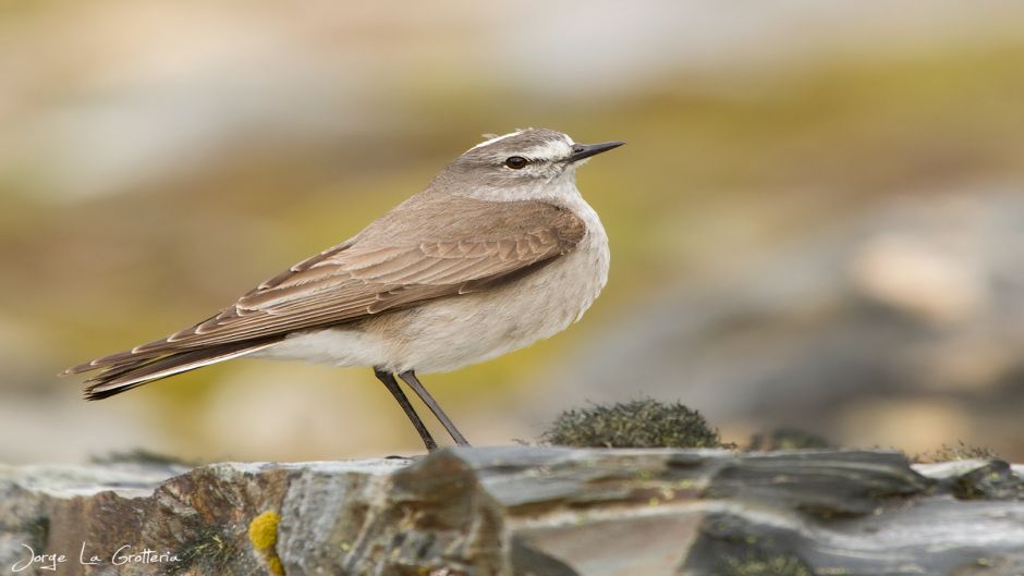 Dormilona fraile, Guia de Fauna. RutaChile.   - PERU