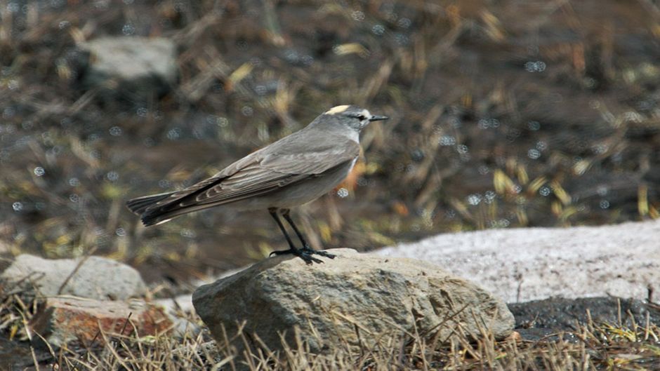 Dormilona fraile, Guia de Fauna. RutaChile.   - ARGENTINA