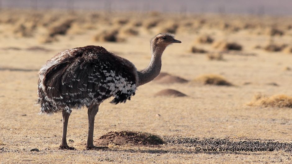 Ñandú de la puna, Guia de Fauna. RutaChile.   - 