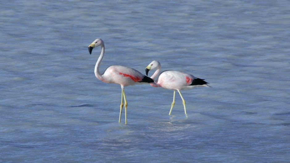 Parina grande, Guia de Fauna. RutaChile.   - ARGENTINA