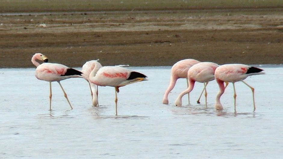 Parina grande, Guia de Fauna. RutaChile.   - CHILE