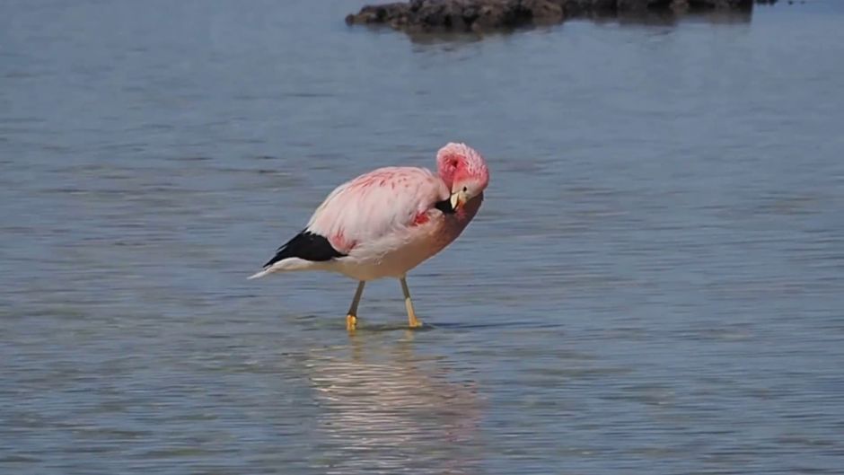 Parina grande, Guia de Fauna. RutaChile.   - ARGENTINA